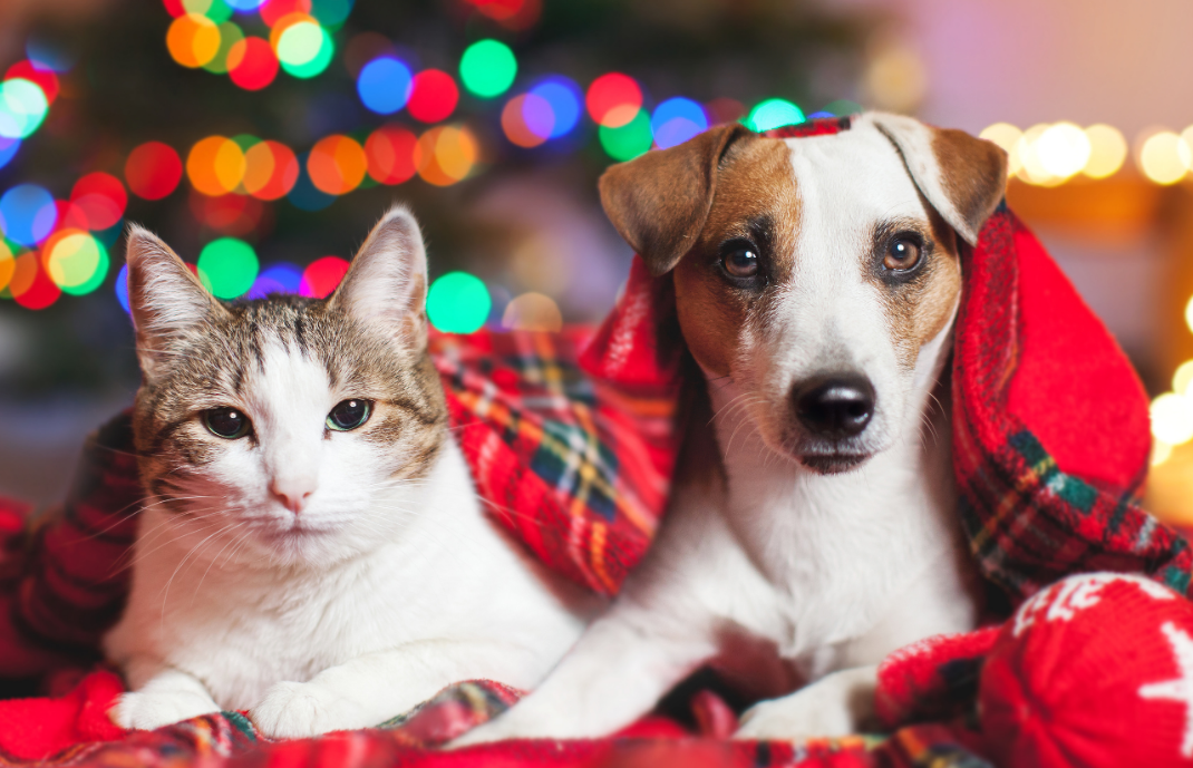 Deck the Halls, Not the Emergency Room: Holiday Health Tips for Pets