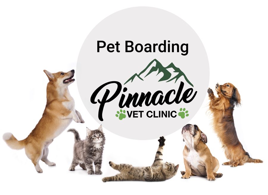 pet-ball-pinnacle-vet-boarding
