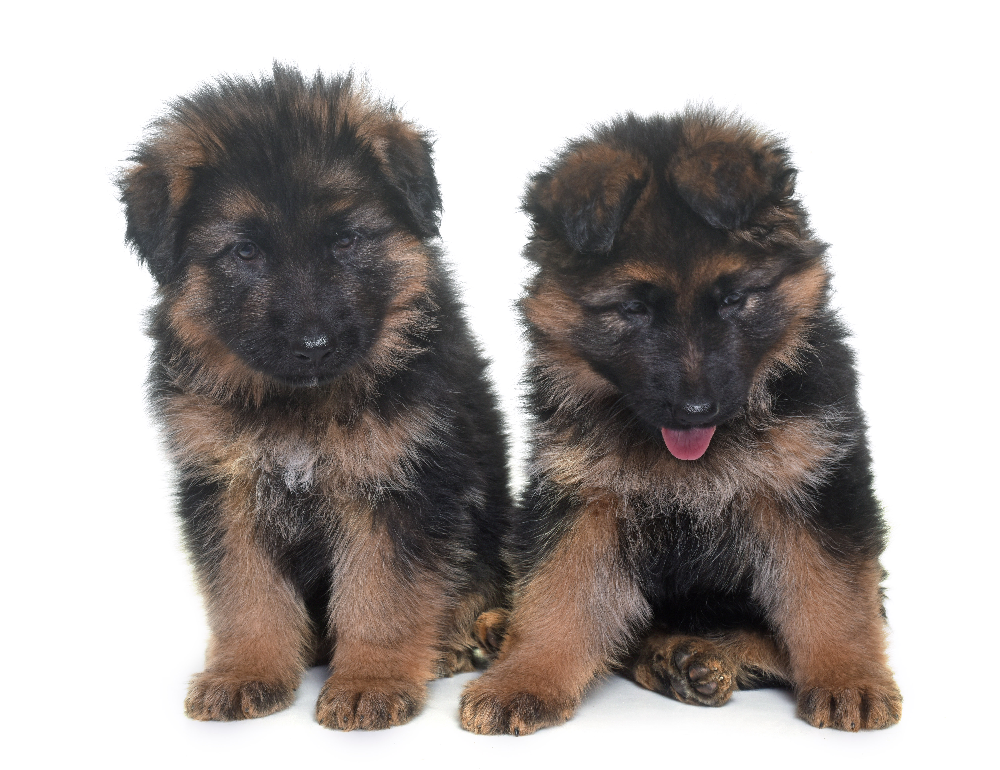 puppies-german-shepherd