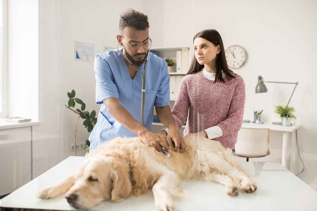 sick-dog-in-veterinary-clinics
