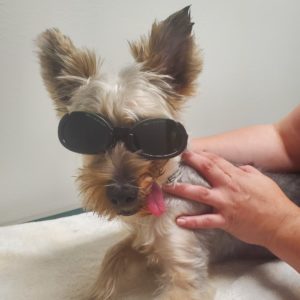 laser therapy dog