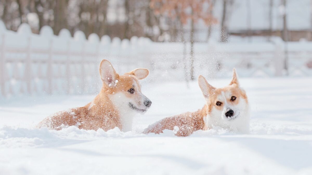 7 Winter Pet Care Tips For Outdoor Dogs And Other Animals