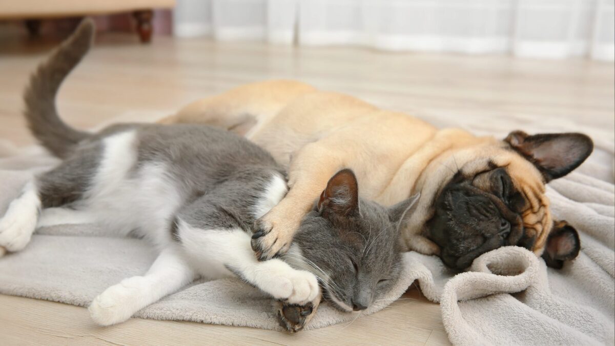 Sleep Apnea In Dogs And Cats Is Sleep Apnea Dangerous?