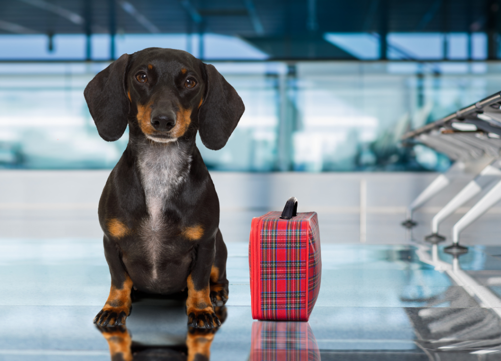 Dachshund Airport Travel