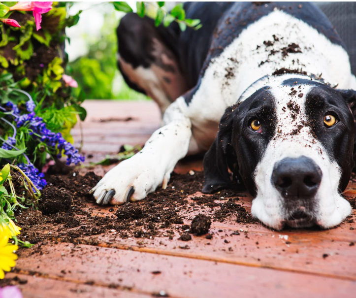 Dog Digging in Garden